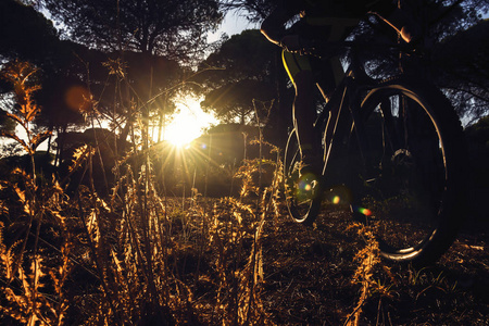 s rays sneak between the trees and illuminate the plants in the 