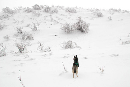 哈士奇狗在山上跑。 雪峰。 遛狗。 徒步旅行。 喀尔巴阡山脉的狼。 黑白狗和雪。