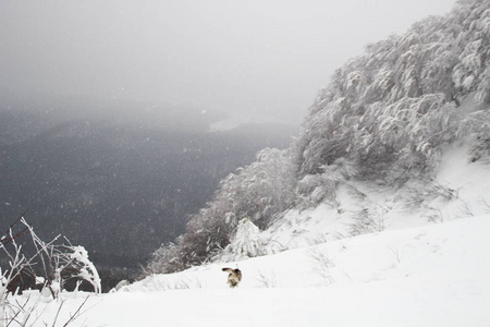 哈士奇狗在山上跑。 雪峰。 遛狗。 徒步旅行。 喀尔巴阡山脉的狼。 黑白狗和雪。