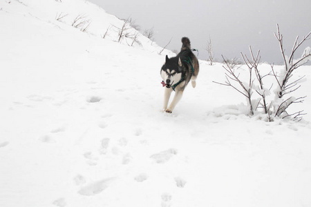 哈士奇狗在山上跑。 雪峰。 遛狗。 徒步旅行。 喀尔巴阡山脉的狼。 黑白狗和雪。