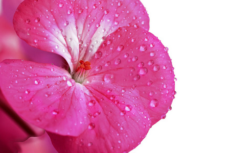 一株植物花瓣上的露珠或水就近了. 复制空间照片