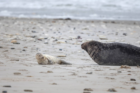 一只灰色的海豹躺在赫尔戈兰的海滩上