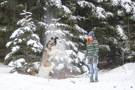 哈士奇狗和一个女孩在树林里跑。 在雪地里玩。 冬天和宠物一起玩。