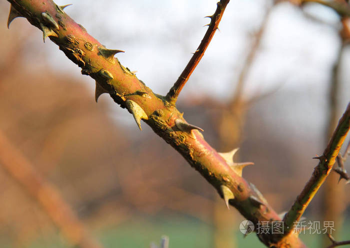 一些带刺的野生玫瑰树枝的近照