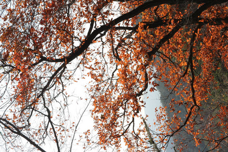 韩国森林中五颜六色的树叶和树木的秋景