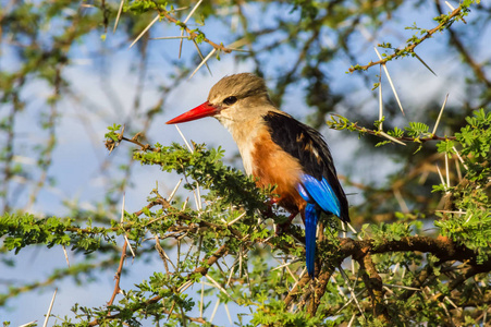 肯尼亚中部桑布鲁公园相思树枝上的灰头翠鸟