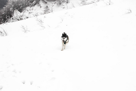 哈士奇狗在山上跑。 雪峰。 遛狗。 徒步旅行。 喀尔巴阡山脉的狼。 黑白狗和雪。