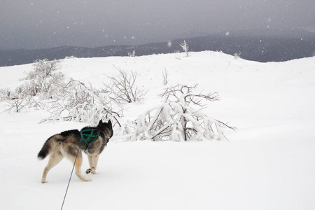 哈士奇狗在山上跑。 雪峰。 遛狗。 徒步旅行。 喀尔巴阡山脉的狼。 黑白狗和雪。