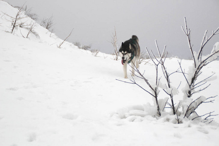 哈士奇狗在山上跑。 雪峰。 遛狗。 徒步旅行。 喀尔巴阡山脉的狼。 黑白狗和雪。
