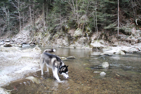 哈士奇狗在树林里跑。 冬天。 河流。 狗在散步。 街上有趣的狗游戏。 乌克兰喀尔巴阡山