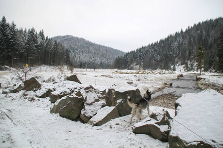 哈士奇狗在树林里跑。 冬天。 河流。 狗在散步。 街上有趣的狗游戏。 乌克兰喀尔巴阡山