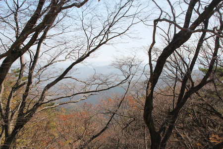 韩国森林中五颜六色的树叶和树木的秋景