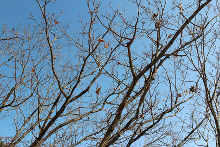 韩国蓝天上五颜六色的秋叶和艺术树枝