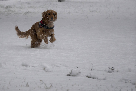 快乐的公鸡猎犬小狗在雪地里奔跑