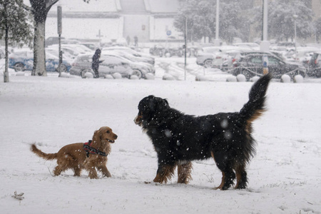 快乐的公鸡猎犬小狗在雪地里奔跑