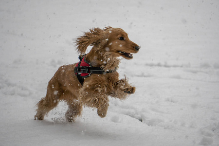 快乐的公鸡猎犬小狗在雪地里奔跑