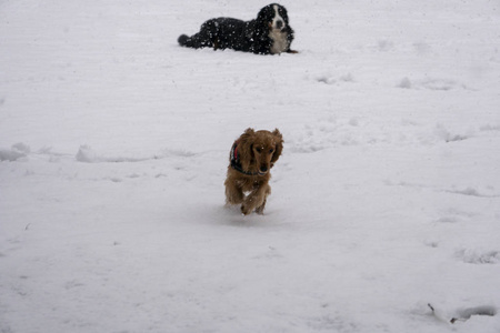 快乐的公鸡猎犬小狗在雪地里奔跑