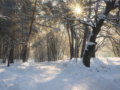 早上在冬季公园的阳光小巷。 白雪覆盖的树木