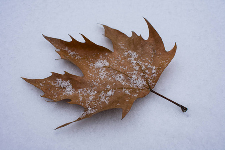 干燥的秋叶躺在雪地上