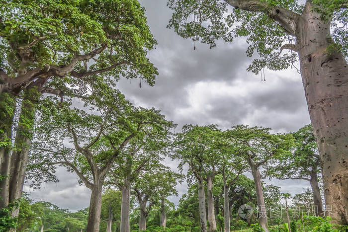 2018年安哥拉之旅以典型的热带景观猴面包树和其他类型的植被多云的天空为背景
