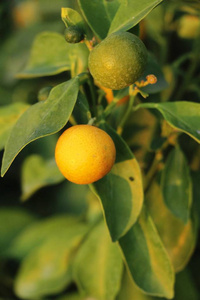 树上的橙色水果和纳特鲁厄
