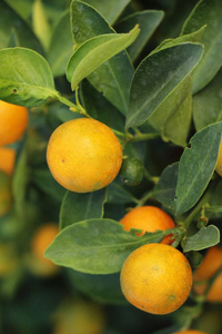 树上的橙色水果和纳特鲁厄