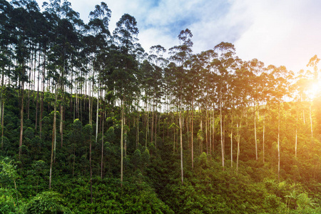 斯里兰卡绿茶叶背景山地茶树种植园