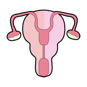输卵管和子宫妇女器官矢量插图