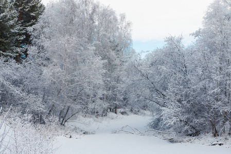 冬天的树在雪上