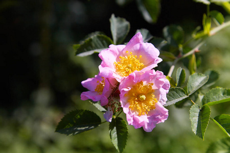 蔷薇蔷薇的美丽花朵在春天的花园里盛开