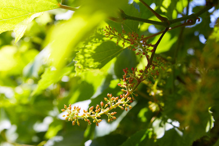 种植葡萄藤照片
