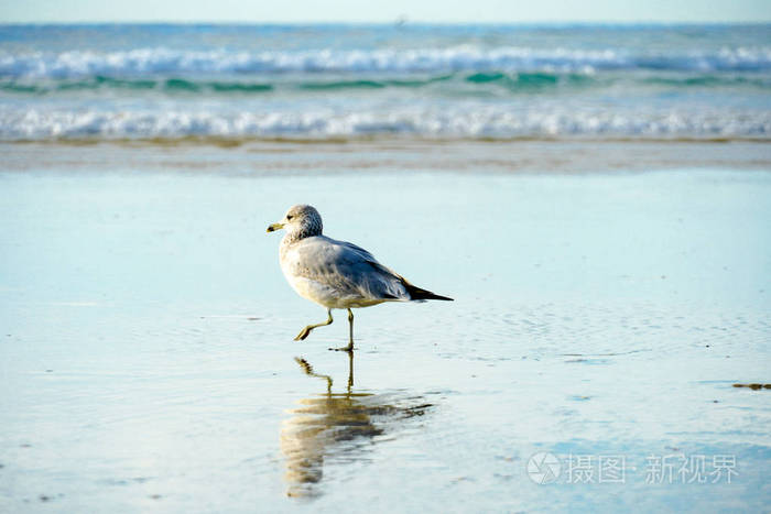 在日落之前，在海滩上靠近海鸥，在水面上倒影。加州，圣地亚哥，拉霍亚海滩