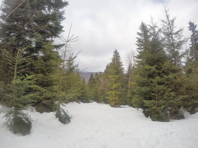 冬林有松树和杉树..雪。白雪覆盖的树木。乌克兰喀尔巴阡山脉。