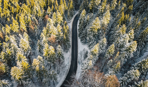 一场大雪后穿过森林的道路全景图