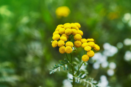 黄色的坦西花黄褐色的，常见的坦西苦涩的纽扣，牛苦的或金色的纽扣在绿色的夏季草地上。 野花。