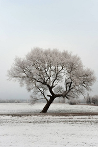 寒冷的冬天早晨，有一条路和一棵孤独的树。