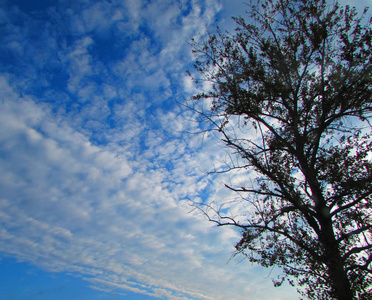 在一年的夏天，树的树冠顶着蓝天，乌云密布
