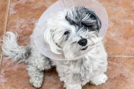 哈凡尼犬，带有塑料伊丽莎白项圈，用于手术后的保护
