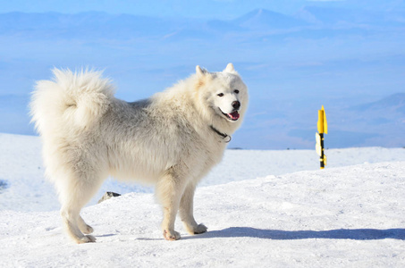 冬天山上的白色猎犬