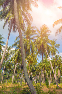 热带阳光椰子树晴天夏日风景