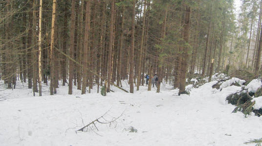 有松树和杉树的冬季森林。 雪。 白雪覆盖的树。 乌克兰喀尔巴阡山。