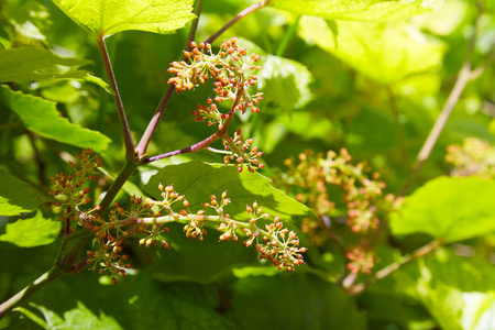 宝贝葡萄 在开始阶段特写视图 绿色的花 葡萄的初步开发 葡萄的幼枝对大自然的影响 种植葡萄藤照片 正版商用图片17r53o 摄图新视界
