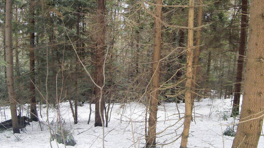 有松树和杉树的冬季森林。 雪。 白雪覆盖的树。 乌克兰喀尔巴阡山。