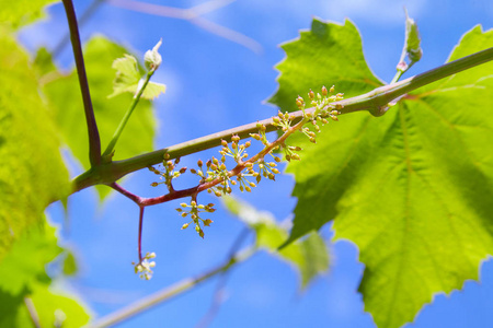 宝贝葡萄 在开始阶段特写视图 绿色的花 葡萄的初步开发 葡萄的幼枝对大自然的影响 种植葡萄藤照片 正版商用图片17r53o 摄图新视界