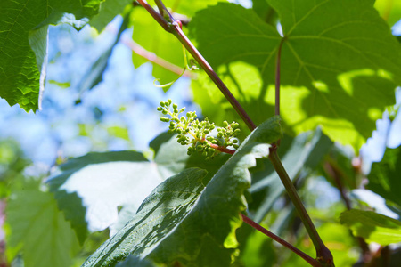 宝贝葡萄 在开始阶段特写视图 绿色的花 葡萄的初步开发 葡萄的幼枝对大自然的影响 种植葡萄藤照片 正版商用图片17r53o 摄图新视界