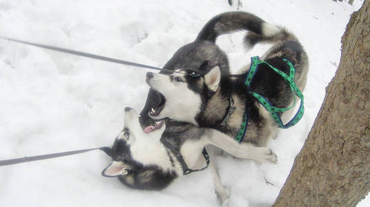 冬天森林里有两只哈士奇。 狗在散步和玩耍。 冬天的树和松树在雪地里。 乌克兰喀尔巴阡山。
