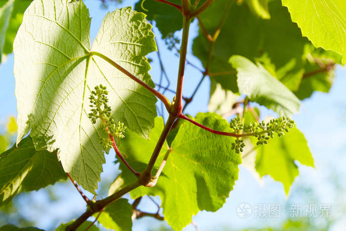 宝贝葡萄 在开始阶段特写视图 绿色的花 葡萄的初步开发 葡萄的幼枝对大自然的影响 种植葡萄藤照片 正版商用图片17r53o 摄图新视界