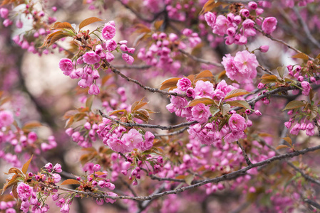春天樱桃树枝上的粉红樱花花