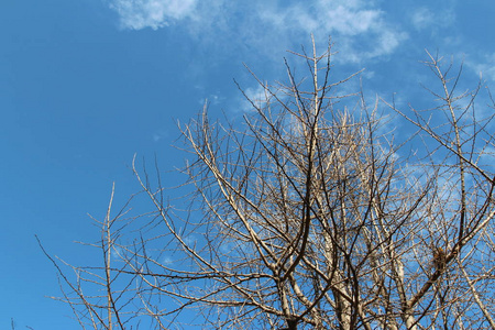 韩国秋季蓝天上银杏干枝和艺术树枝