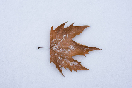 干燥的秋叶躺在雪地上